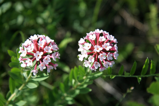 野生花卉 狼毒花