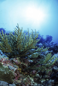 珊瑚水藻