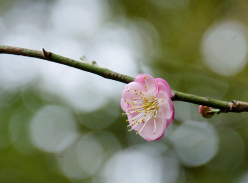 梅花