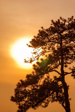 夕阳 松树