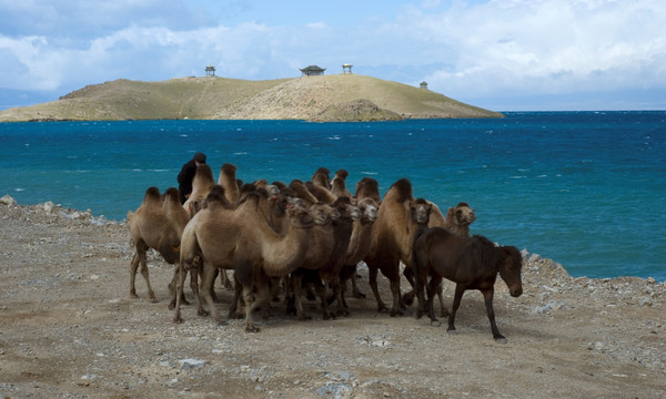 赛里森湖边上经过的骆驼队
