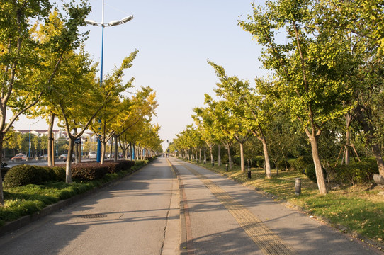 银杏树道路