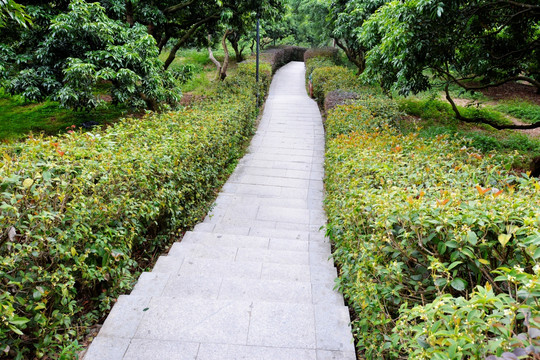 桂花 台阶