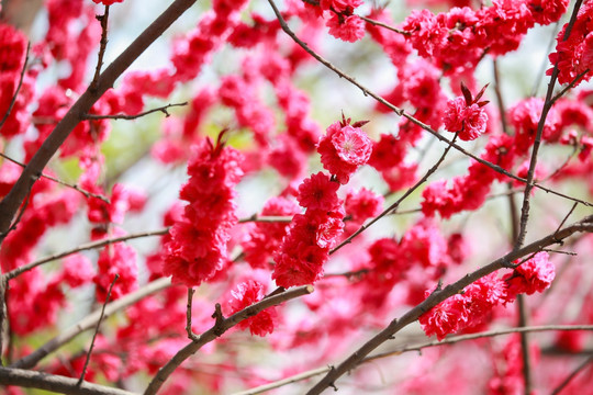 盛开的桃花