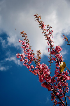 樱花