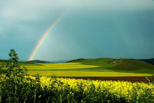 油菜田与雨后的彩虹