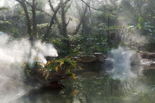 南宁青秀山兰园雾景