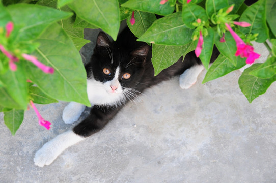 躲在花丛中的小猫