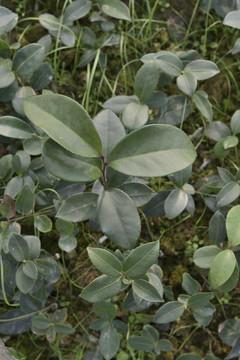 山茶油 野山茶油 茶籽油 油