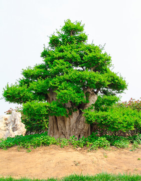 树叶树枝