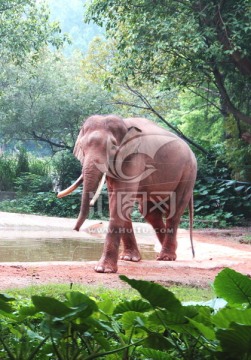 广州长隆 野生动物 大象
