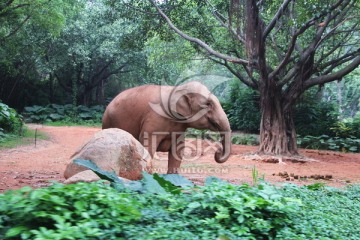 广州长隆 野生动物 大象