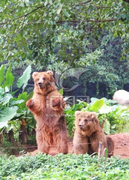 广州长隆 野生动物 熊