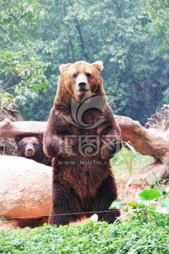 广州长隆 野生动物 熊