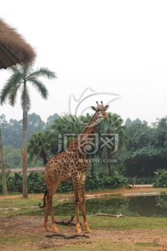 广州长隆 野生动物 长颈鹿