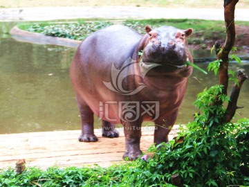 长隆野生动物世界河马