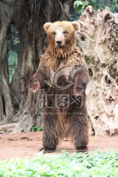 长隆野生动物世界棕熊