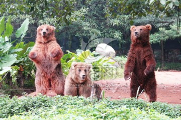 长隆野生动物世界熊