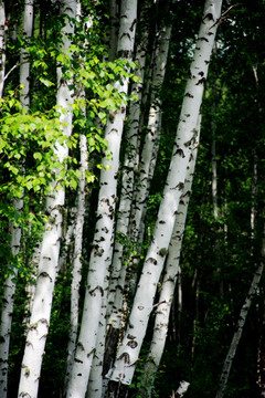 夏季的白桦林