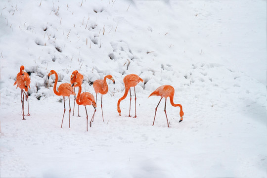 雪中火烈鸟