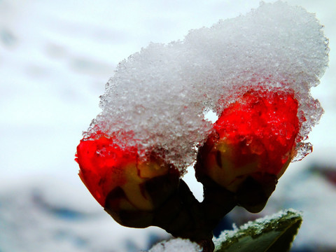 雪披花蕾