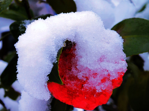 雪饰茶花
