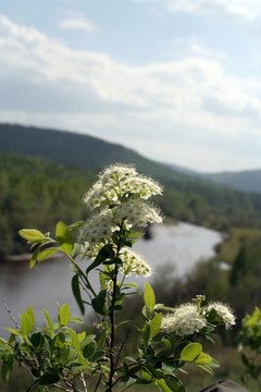 野生植物花 绢毛秀线菊