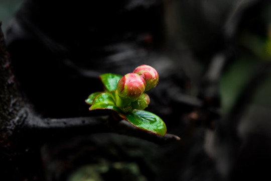 贴梗海棠 海棠花