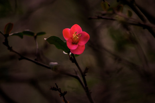 海棠花