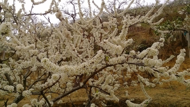 李花