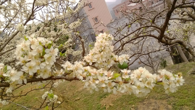 李花
