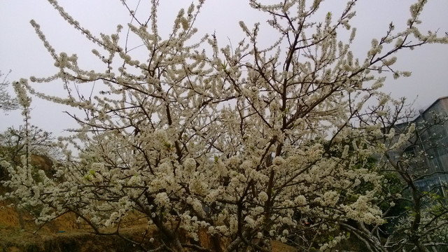 李花
