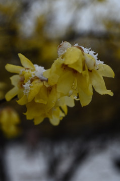 雪中腊梅