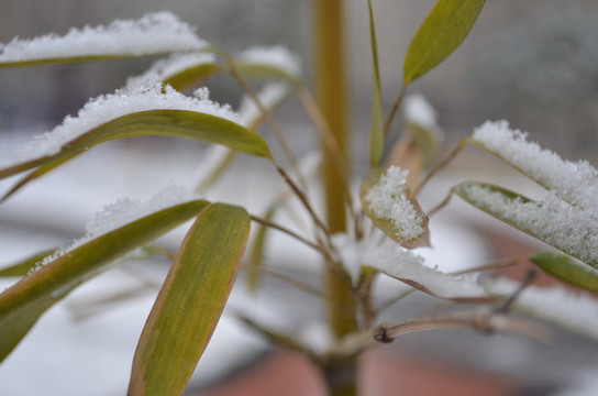 雪中竹