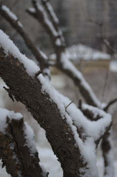 积雪的树干