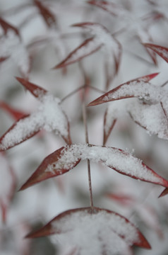 雪中红枫叶