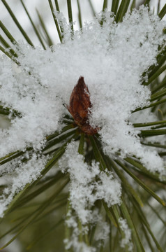 雪松