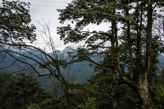 瓦屋山 原始森林