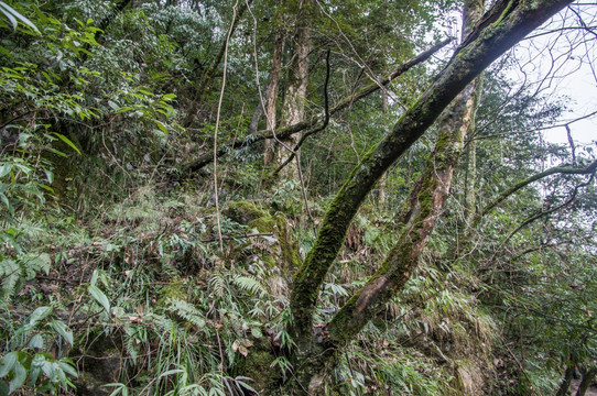 原始森林风光
