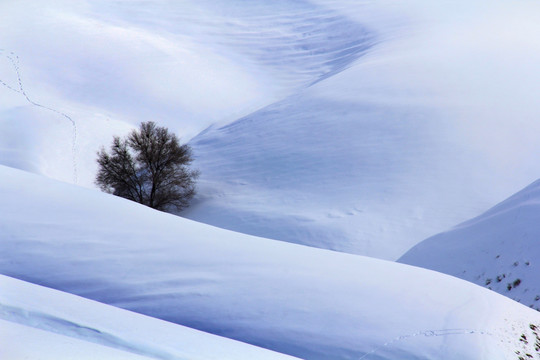 雪原 雪景