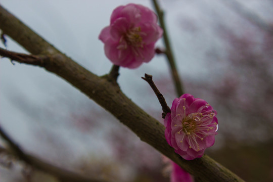 红梅花开