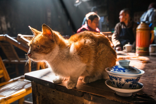 成都老茶馆 猫