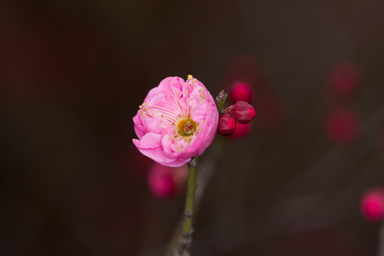 红梅花