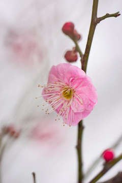 红梅花