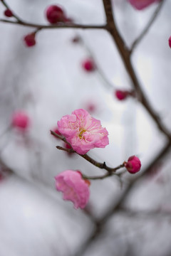 红梅花