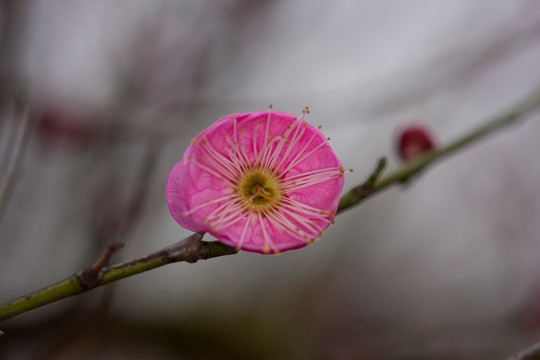 红梅花