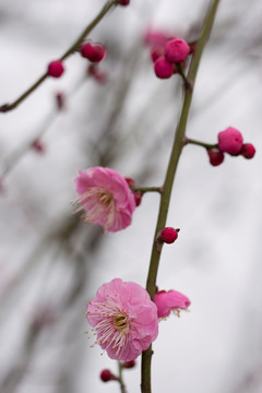 红梅花