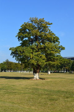 草地大树蓝天