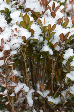 雪中灌木