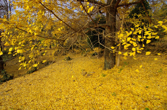 银杏树